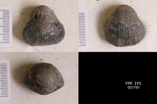 Gypidula coeymanensis