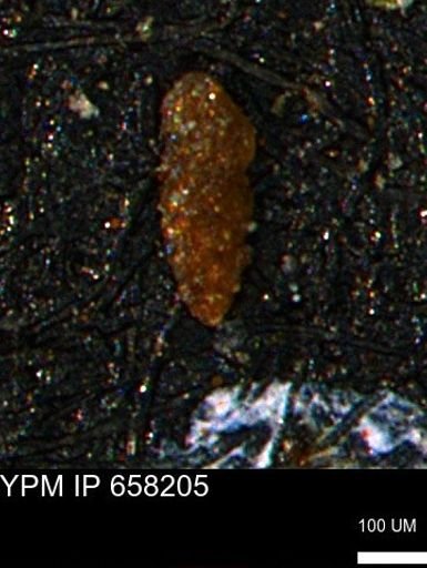 undet. Foraminiferida
