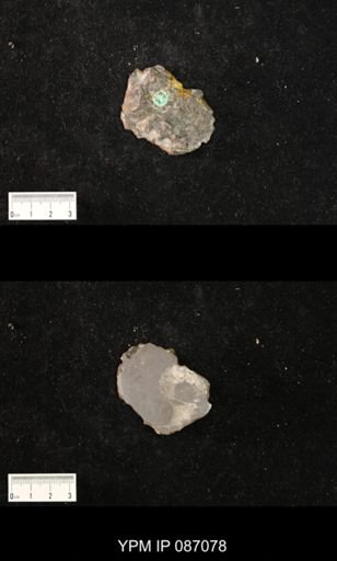 Trocholites desertus