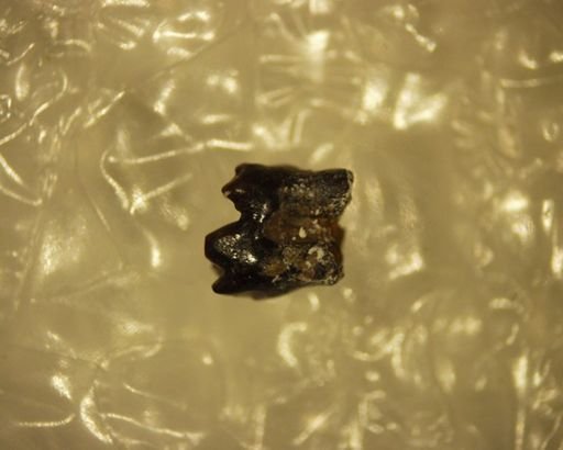 Bisonalveus browni