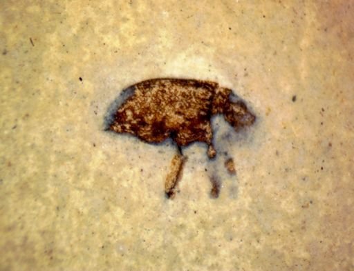 undet. Coleoptera