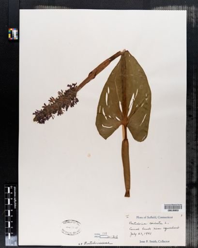 Pontederia cordata
