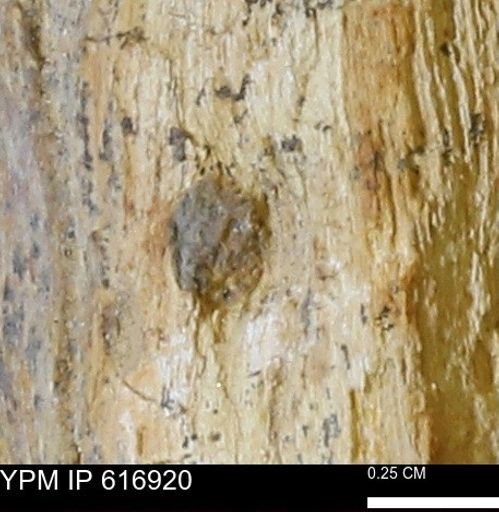 Teredo sp.