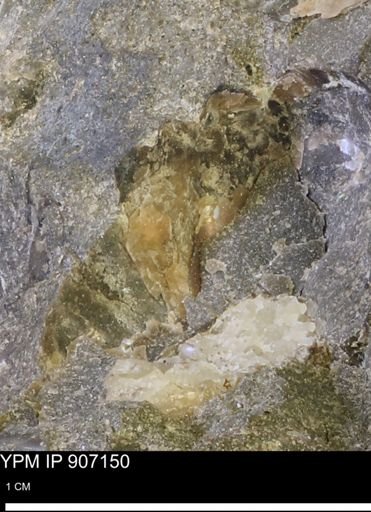 undet. Ammonoidea