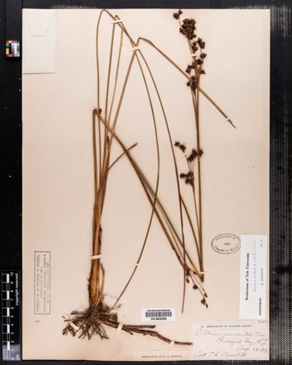 Cladium mariscoides
