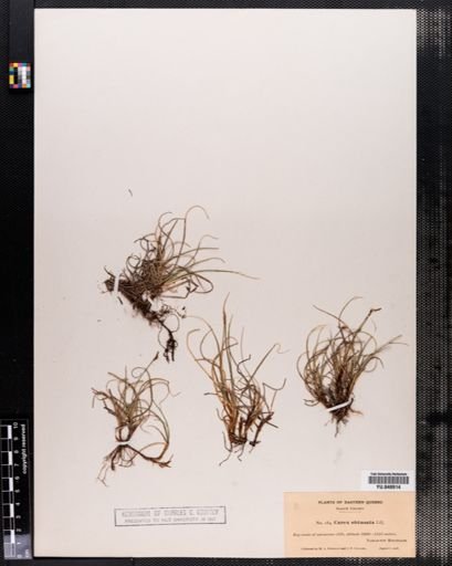Carex