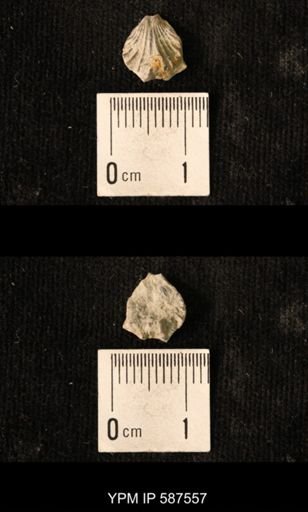 Camarotoechia whitei