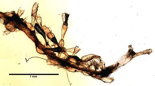 Haplota clavata