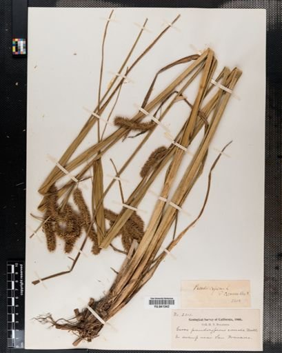Carex pseudocyperus