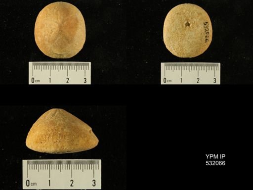 Rhyncholampas gouldii