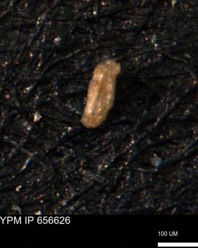 Miliammina manitobensis