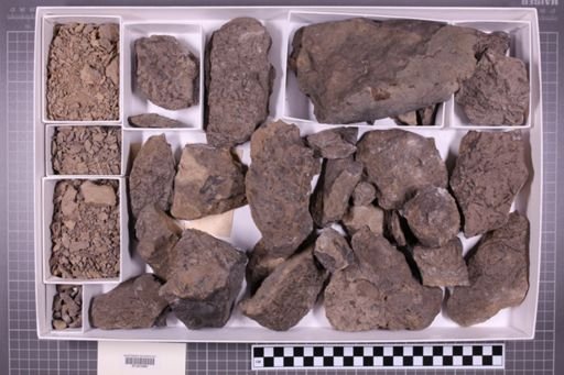 mixed taxa, stratigraphic collection