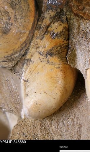Limopsis striatopunctatus