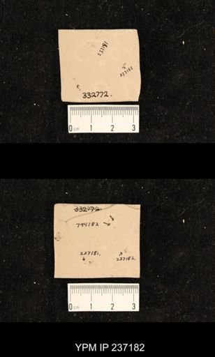 undet. Diptera