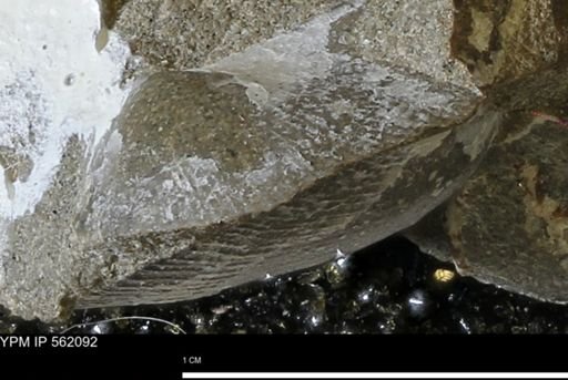 Oxytoma (Hypoxytoma) nebrascana