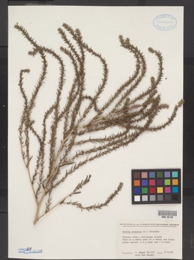 Kochia scoparia