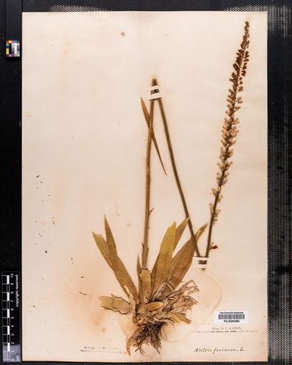 Aletris farinosa