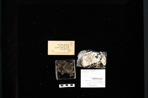 Chrysemys picta
