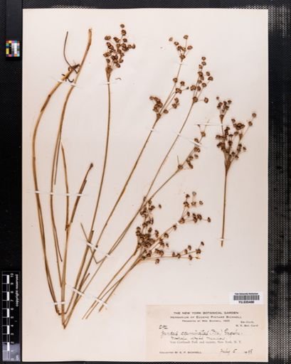 Juncus acuminatus