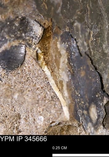 undet. Mollusca