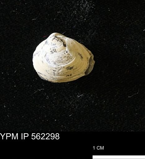 Limopsis striatopunctatus