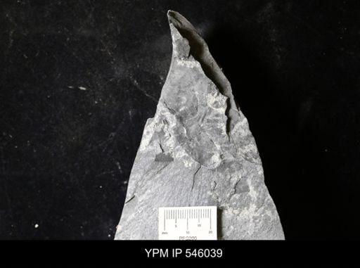 undet. Eurypterida