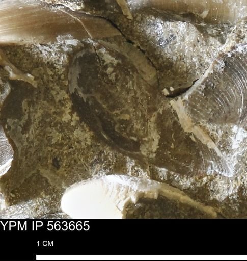 Limopsis striatopunctatus