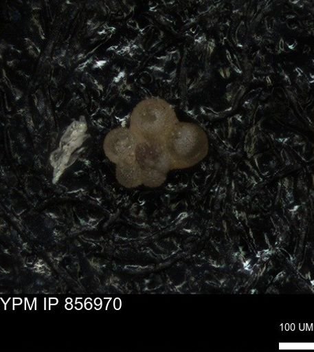 undet. Foraminiferida