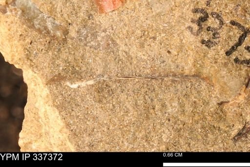 undet. Mollusca
