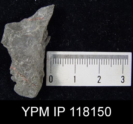 Brachyprion gilpeni