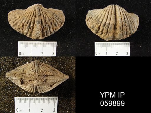 Spirifer gordoni