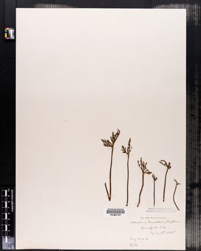 Botrychium lanceolatum
