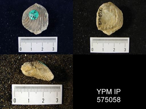 Uncinulus stricklandi
