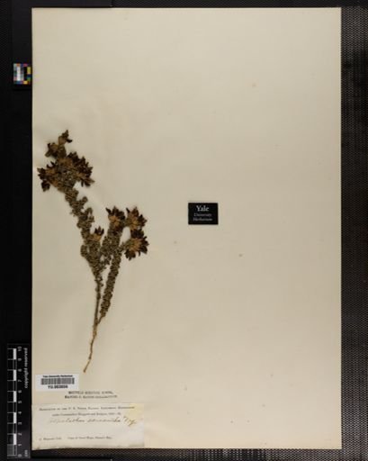 Aspalathus