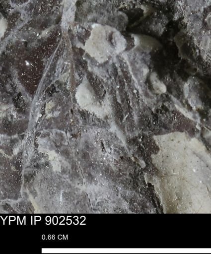 undet. Bivalvia
