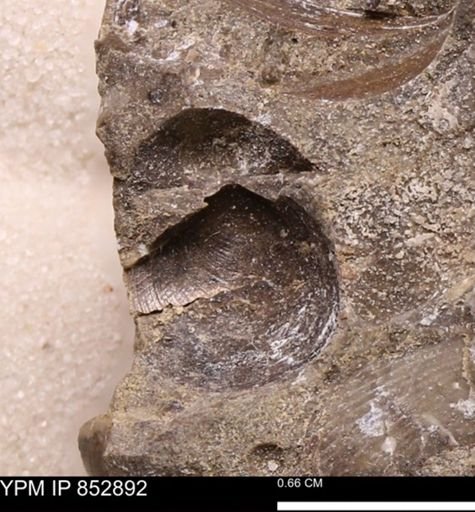 Limopsis striatopunctatus