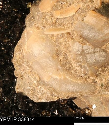 Protocardia subquadrata