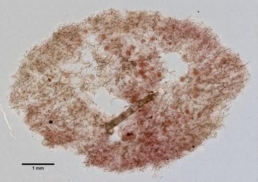 Haliclona hogarthi