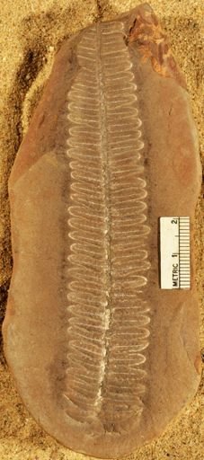 Pecopteris