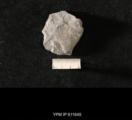 Aviculopecten sp.