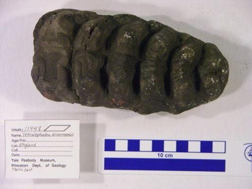 Tetralophodon arvernensis