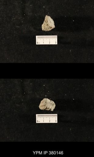 Glyptocrinus dyeri