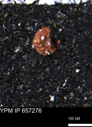Alveolophragmium linki