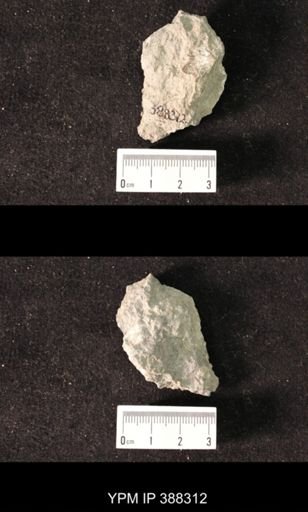 Spirifer cameratus