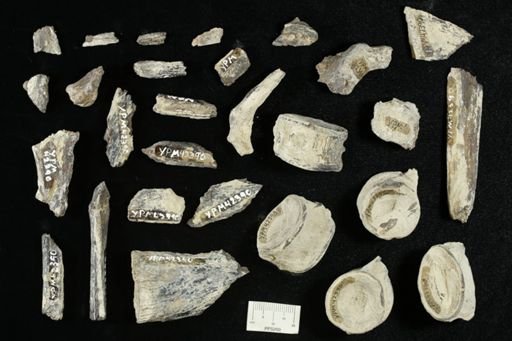 undet. Actinopterygii