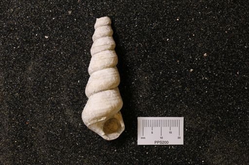 Turritella sp.