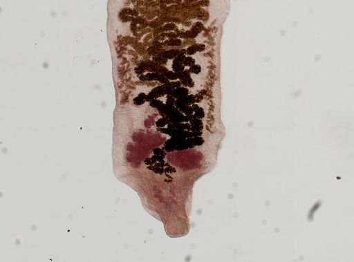 Dicrocoelium dendriticum