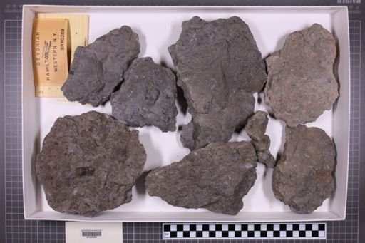 mixed taxa, stratigraphic collection