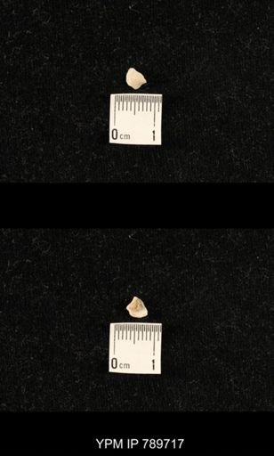 undet. Brachiopoda