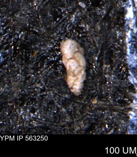 Verneuilinoides hectori